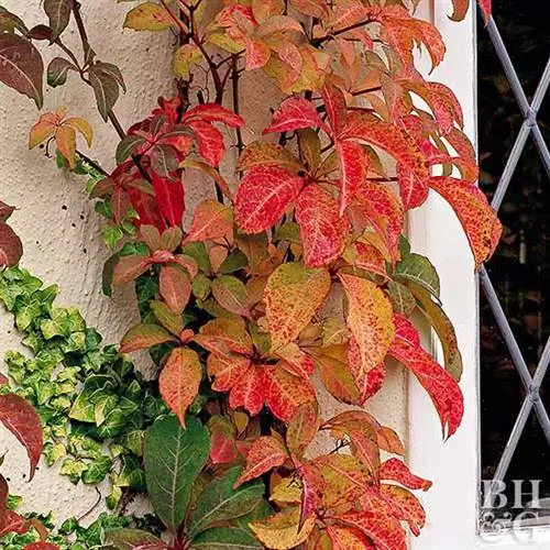 Лиана вирджиния Parthenocissus quinquefolia