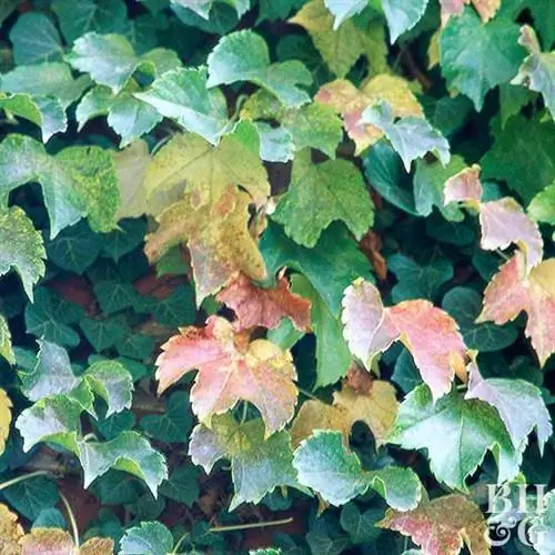 Бостонский плющ Parthenocissus tricuspidata