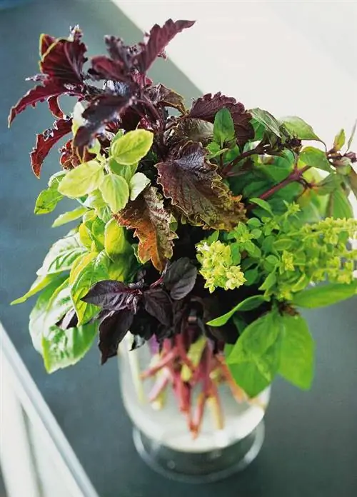 виды базилика в стеклянной вазе