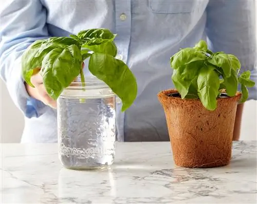 Человек кладет базилик в банку с водой