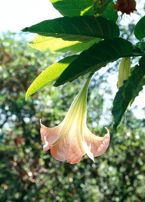 крупный план цветка одиночной ангельской трубы