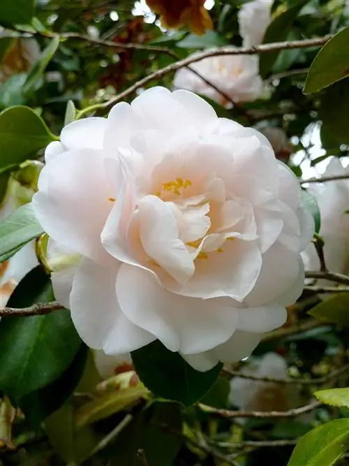 розовая камелия японская джулия франция