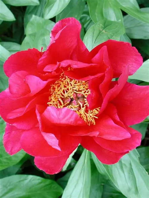 большой красный пион paeonia цветет