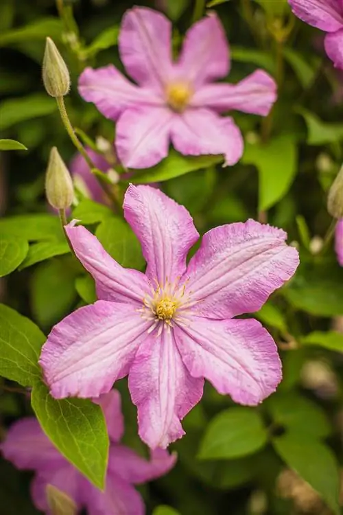 клематис графиня де бушо фиолетовые цветы
