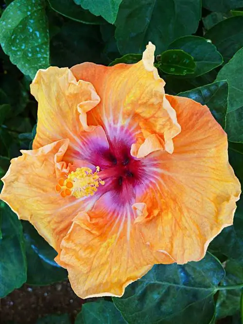 11 цветущих растений с потрясающе большими цветами