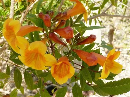 восход солнца желтые колокола tecoma stans