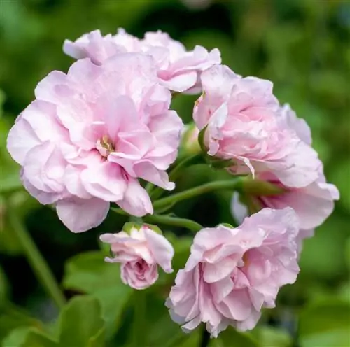 розовые герани