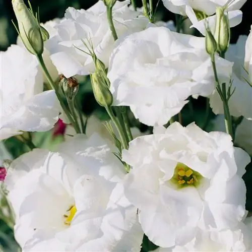 белый лизиантус