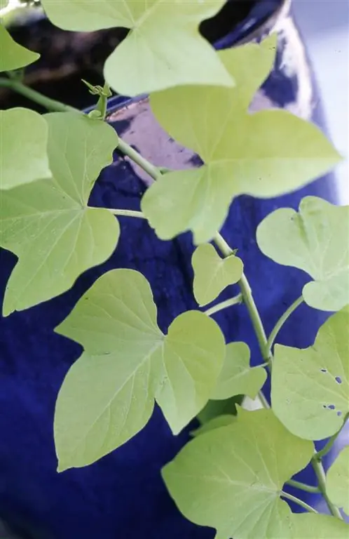 виноградная лоза сладкого картофеля