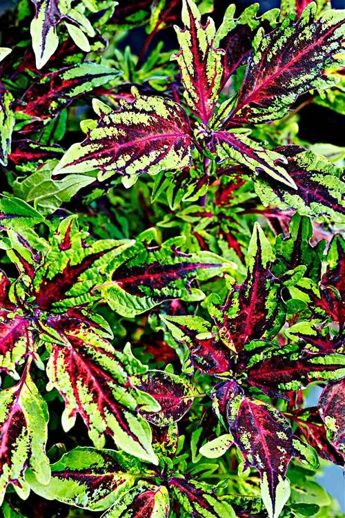 Фиолетовый и зеленый Колеус