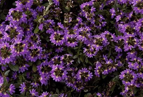 Сцевола фиолетовые цветы