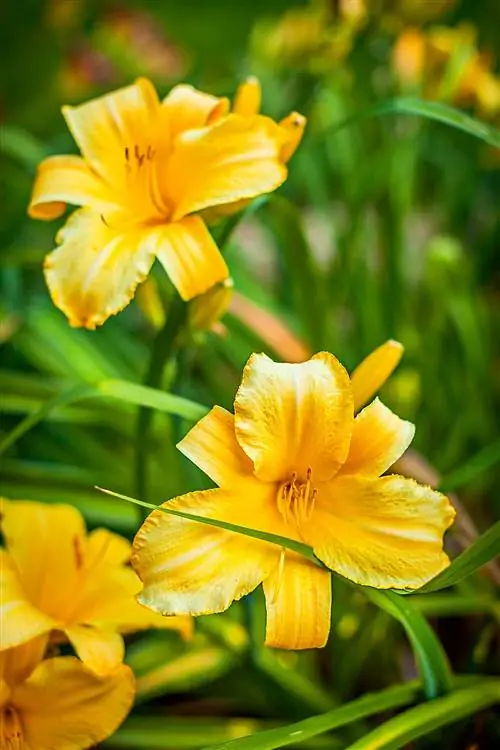 Крупный план желтых лилейников