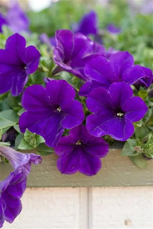 фиолетовые цветы петунии