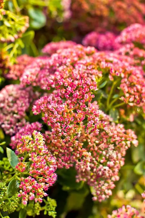 Очиток 'Осенняя радость'