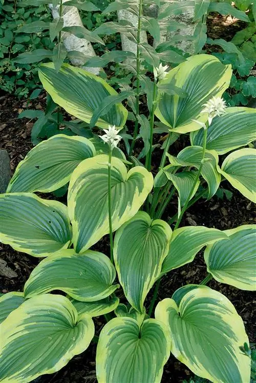 Хоста Монтана Ауреомаргината