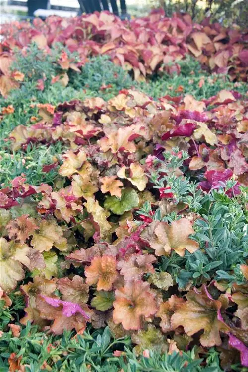 коралловые колокольчики растения