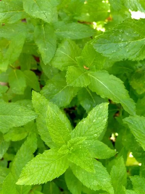 Мята Mentha spicata 'The Best'