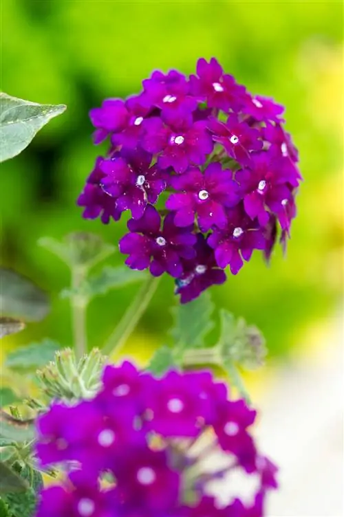 цветок вербены