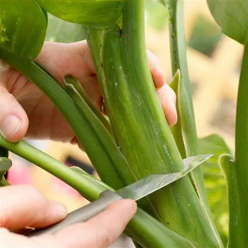 врезка в растение для воздушной отводки