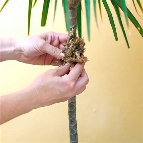 Торфяной мох с воздушной отводкой на древесном растении