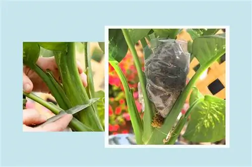 Воздушные отводки - простой способ размножения комнатных растений - вот как