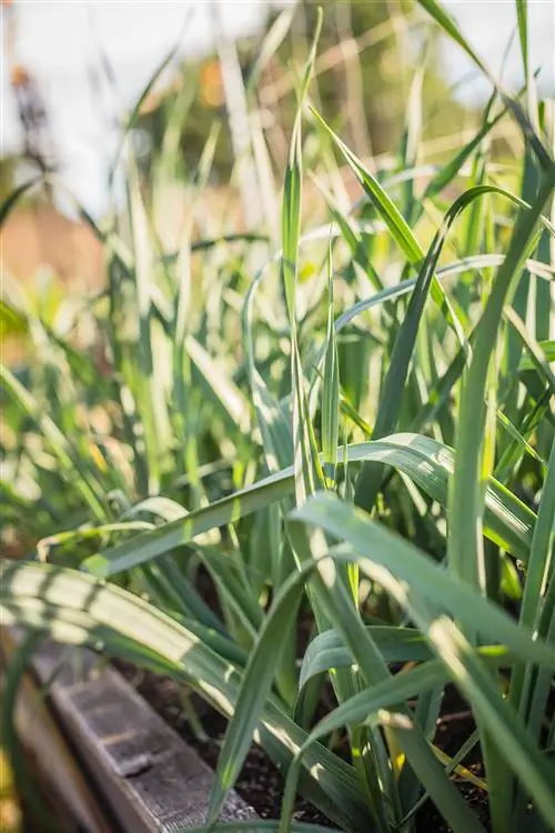 лук-порей растет в саду
