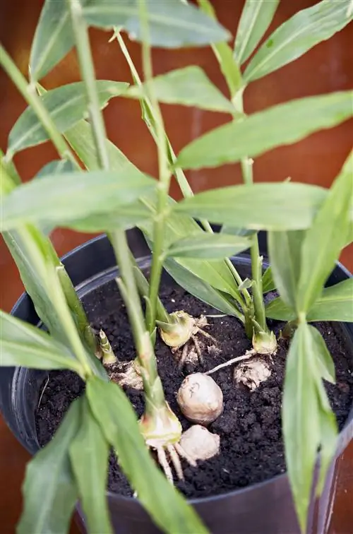 Завод имбиря Zingiber officinale