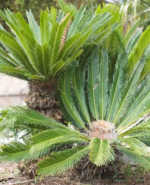 саговая пальма cycas revoluta