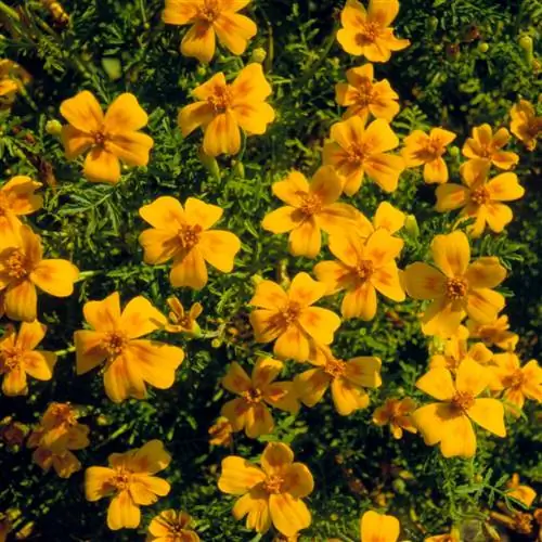 печатка бархатцы бархатцы tenuifolia