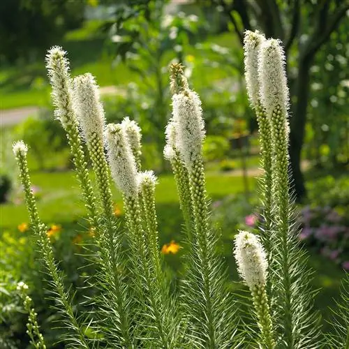 лиатрис колосовидный 'Floristan White'
