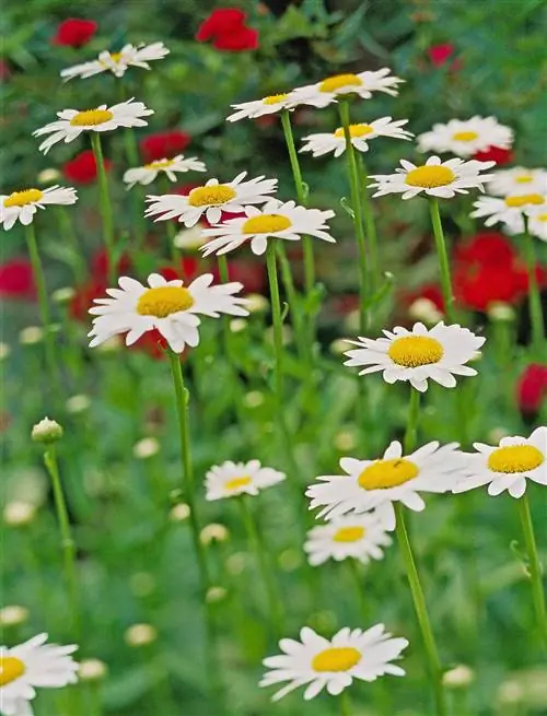 деталь маргаритки шаста leucanthemum x superbum
