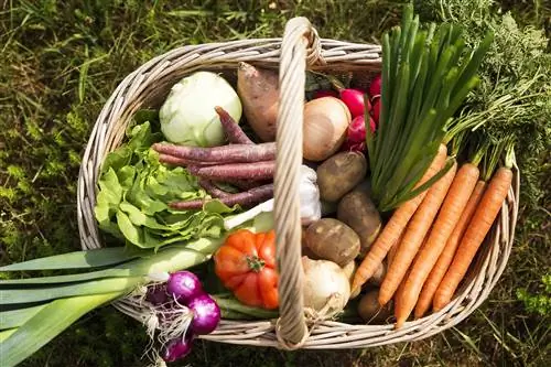 Корзина с органическими овощами Корзина с органическими овощами