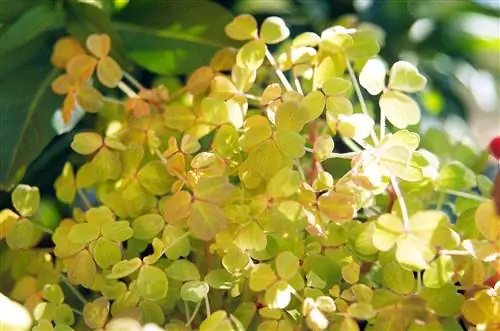 Кислица вулканическая 'Расплавленная лава'