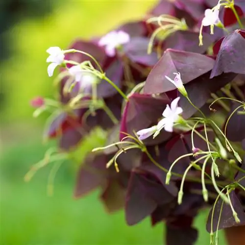 Oxalis tetraphylla 'Железный крест'