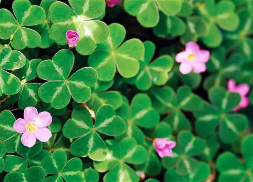 Красный щавель Oxalis oregana