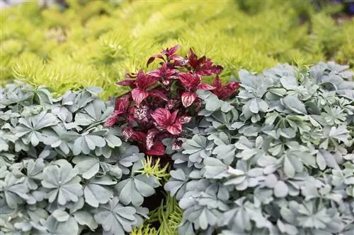 Кислица аденофилла