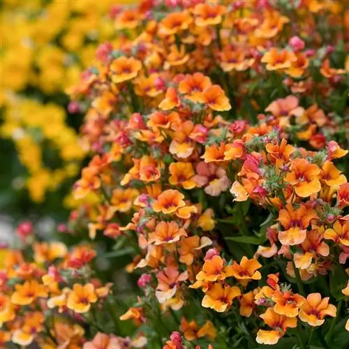 7 весенних цветов, которые добавят ярких красок в ваш сад