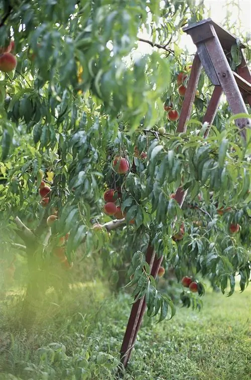 персиковое дерево с лестницей для сбора