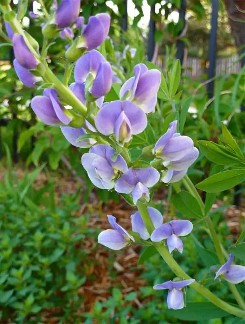 Цветы баптизии крупным планом