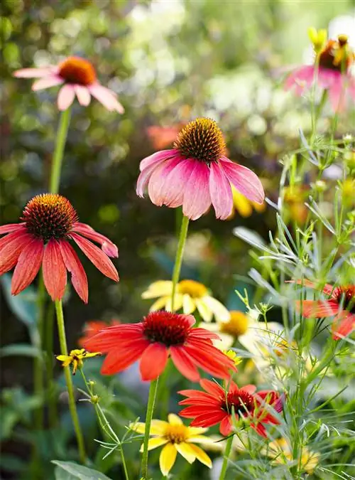 Эхинацея цветет в саду