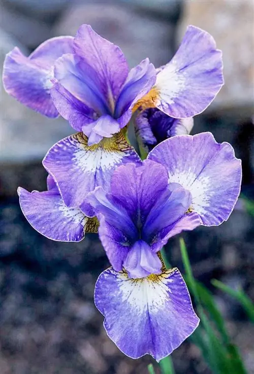 Ирис сибирский