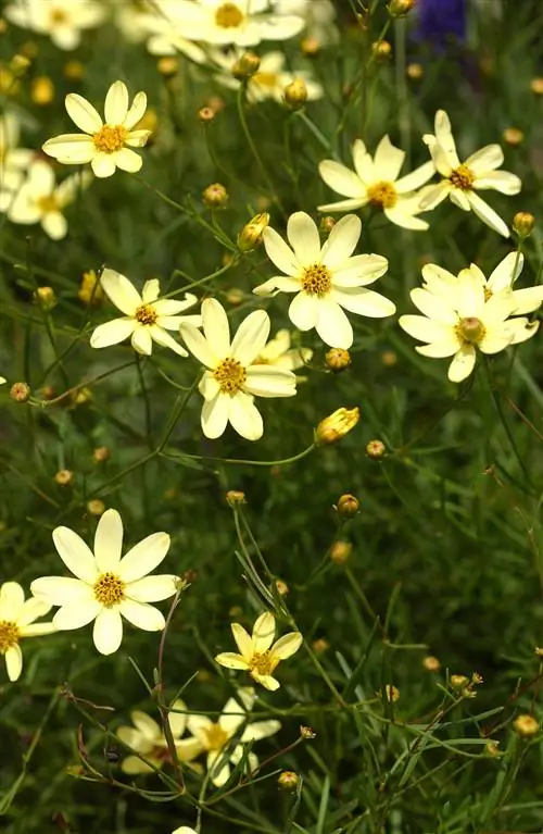 Кореопсис желтый 'Moonbeam'