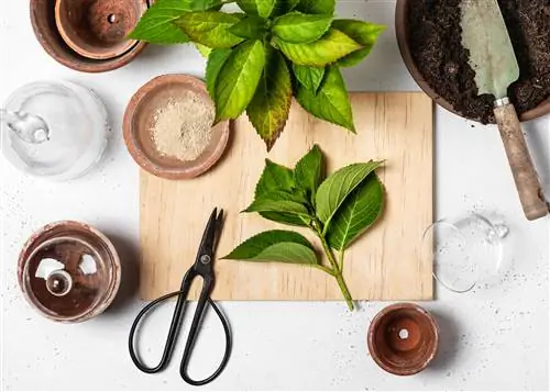 гортензии из черенков для размножения