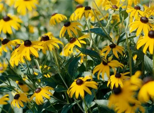 черноглазая сьюзен