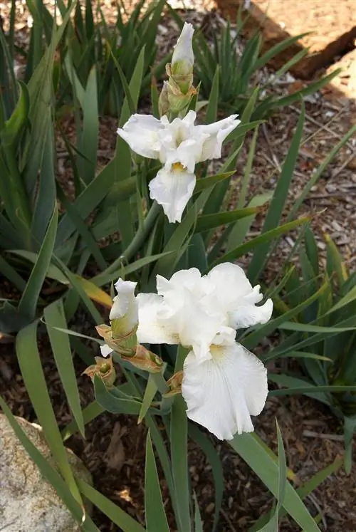 Ирис Бессмертие