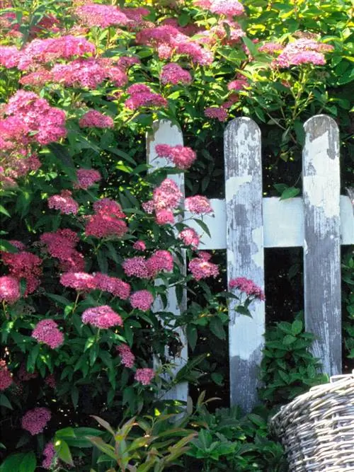 Spiraea japonica 'Anthony Waterer' у забора