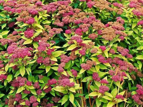 Spiraea japonica 'Goldflame' с розовыми цветками и ярко-зеленой листвой.