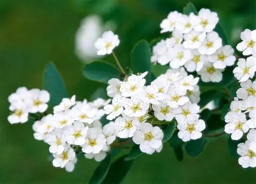 Spiraea nipponica 'Snowmound' с белыми цветками
