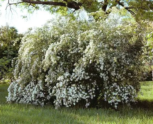 Spiraea x vanhouttei 'Van Houtte' с белыми цветками