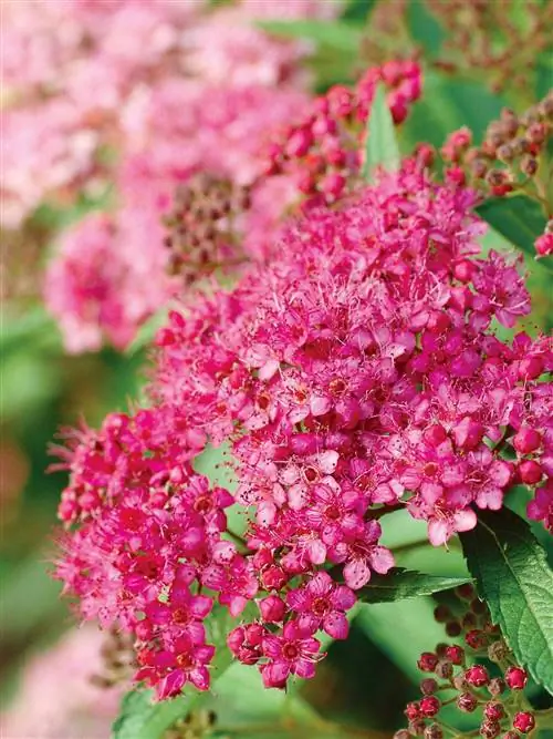 Spiraea japonica 'Froebel' с ярко-розовыми цветками